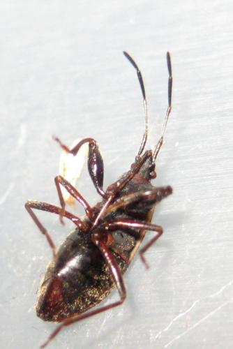 Réf. 134 711 : Eremocoris sp.