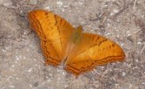 Vindula erota