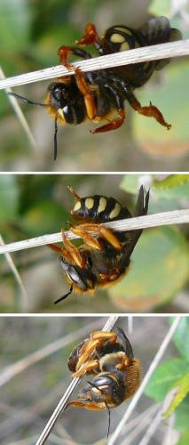 Réf. 134 512 : Rhodanthidium sp.