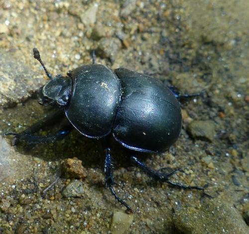 Réf. 134 932 : Trypocopris sp.