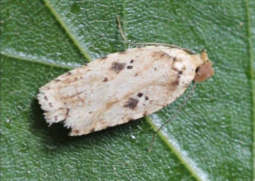 Agonopterix arenella