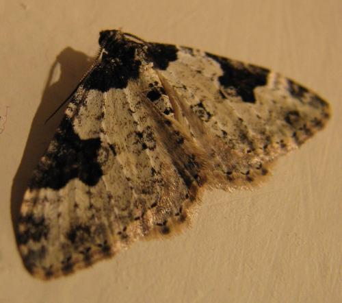 Xanthorhoe fluctuata