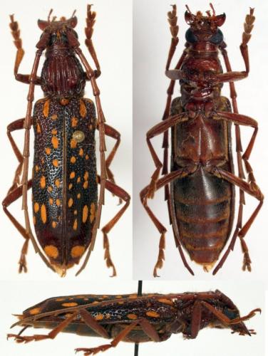 Xoanodera maculata