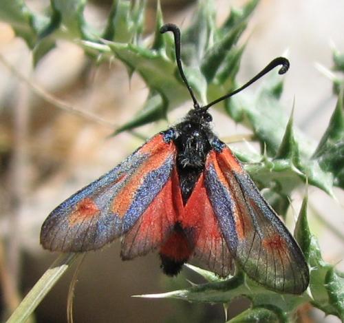Réf. 134 172 : Zygaena sarpedon