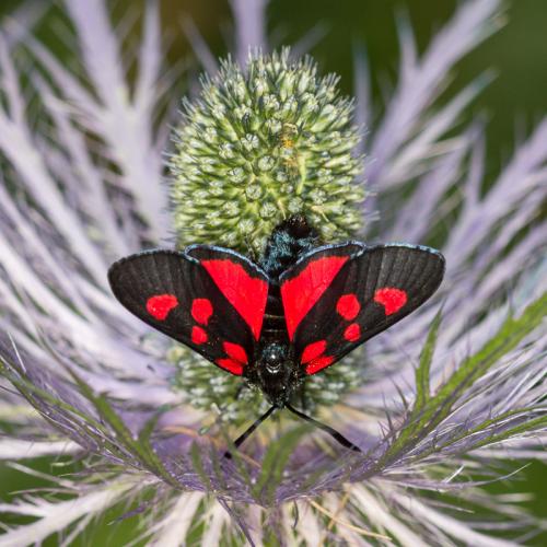 Zygaena lonicerae
