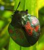 134926 – Photo : Yanissea – Guyane française