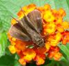 134822 – Photo : Yanissea – Guyane française