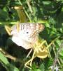 134969 – Photo : Yanissea – Guyane française