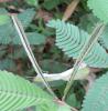 134887 – Photo : Yanissea – Guyane française