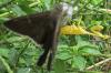 134881 – Photo : Yanissea – Guyane française