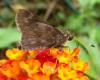 134820 – Photo : Yanissea – Guyane française