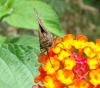 134821 – Photo : Yanissea – Guyane française