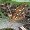134885 – Photo : Yanissea – Guyane française
