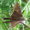 134825 – Photo : Yanissea – Guyane française