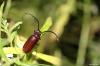 134038 – Photo : Sébastien Cally – Madagascar