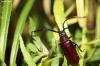 134040 – Photo : Sébastien Cally – Madagascar