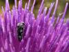 134513 – Photo : Sylvain Fadda – France (13)