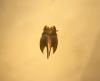 134238 – Photo : Valentin Nidergas – France (69)
