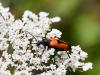 134951 – Photo : Brigitte Ulmer – France (46)