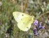 134213 – Photo : *Pascale* – France (06)