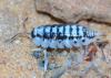 134554 – Photo : Gerard VIGO – Sahara occidental
