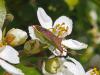 134900 – Photo : Danièle Tixier-Inrep – France (30)