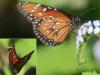 134431 – Photo : Christian Widmann – Brésil