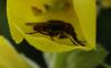 Stomorhina lunata