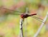 134441 – Photo : Jean-Claude Jamoulle – Guadeloupe
