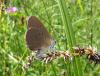 134631 – Photo : Cyrille Cagnasso – France (38)