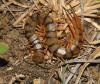134640 – Photo : Duborget Robin – Guadeloupe