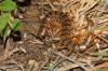 134638 – Photo : Duborget Robin – Guadeloupe