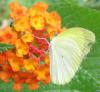 134888 – Photo : Yanissea – Guyane française