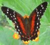 134790 – Photo : Yanissea – Guyane française