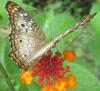 134788 – Photo : Yanissea – Guyane française