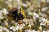 134036 – Photo : Vincent MATHEZ – France (74)
