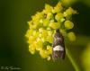 134463 – Photo : Leif Gabrielsen – Macédoine