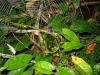 134692 – Photo : Anonyme – Gabon