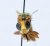 Sicus sp.