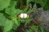 134454 – Photo : Claire Dumortier – Thaïlande