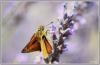 134565 – Photo : Alain Baile – France (12)