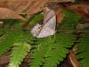 134535 – Photo : Christophe Girod – Suriname