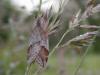134429 – Photo : Dominique THAUVIN – France (45)