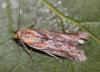 134103 – Photo : Jc.grandmaire – France (05)