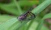134903 – Photo : Michalke Friedrich – Réunion (La)