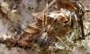 Tegenaria sp.