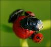 Canthophorus melanopterus