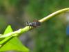 134096 – Photo : Pierre Ducamp – France (47)
