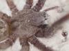 Tegenaria parietina