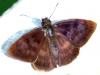 134502 – Photo : Christian Widmann – Brésil